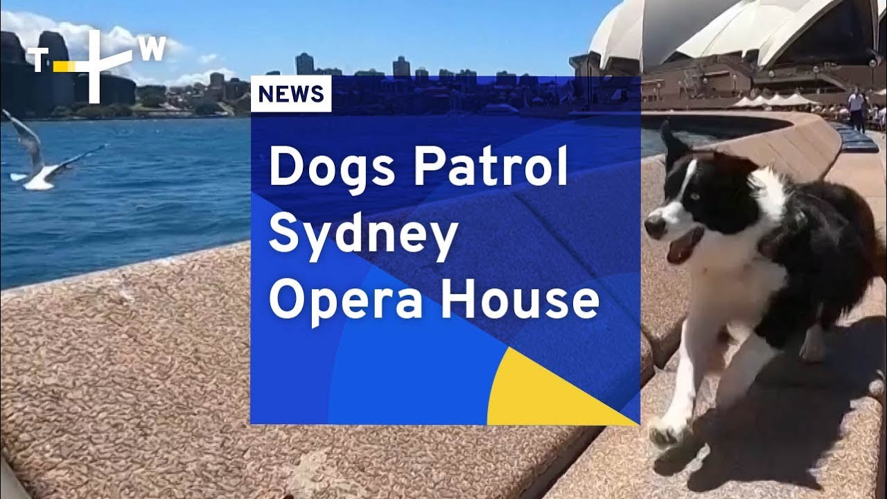Dogs Patrol Sydney Opera House