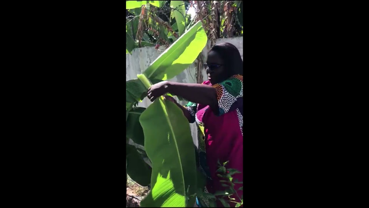 Using Banana/Plantain leaves to wrap Banku in place of polythene