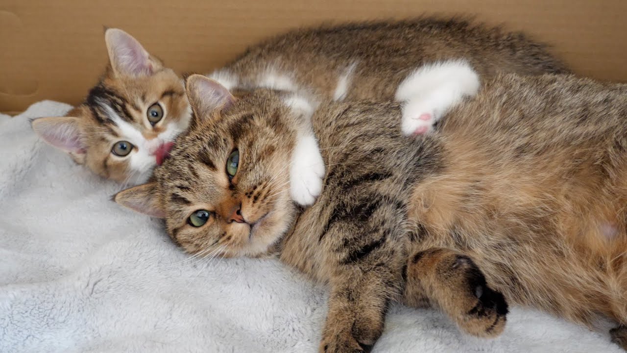 Mother cat Lili is extremely busy because she also has to deal with kitten Nico.