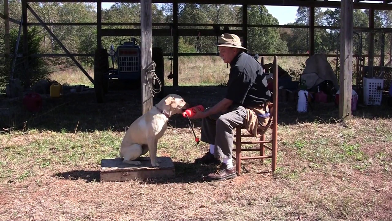 Positive Gun Dog Training - Hold & Release - Mabel -  Part III   10 27 17