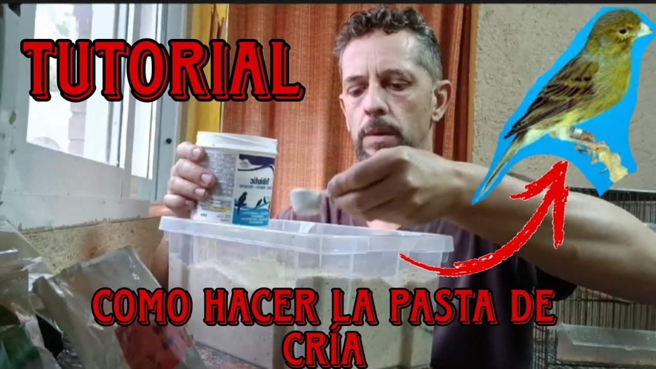 TUTORIAL de COMO HACER la PASTA de CRÍA para CANARIOS