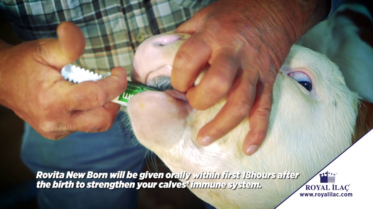 ROVITA NEW BORN: How to strengthen newborn calves' immune system and to reduce mortality?