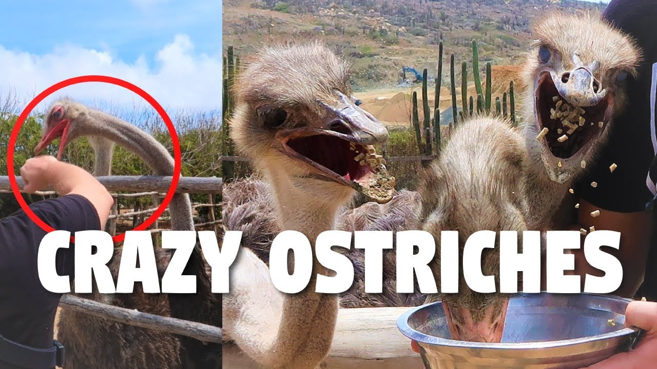 Insane Ostrich Farm In Aruba | Ostrich Sound And ATTACKS