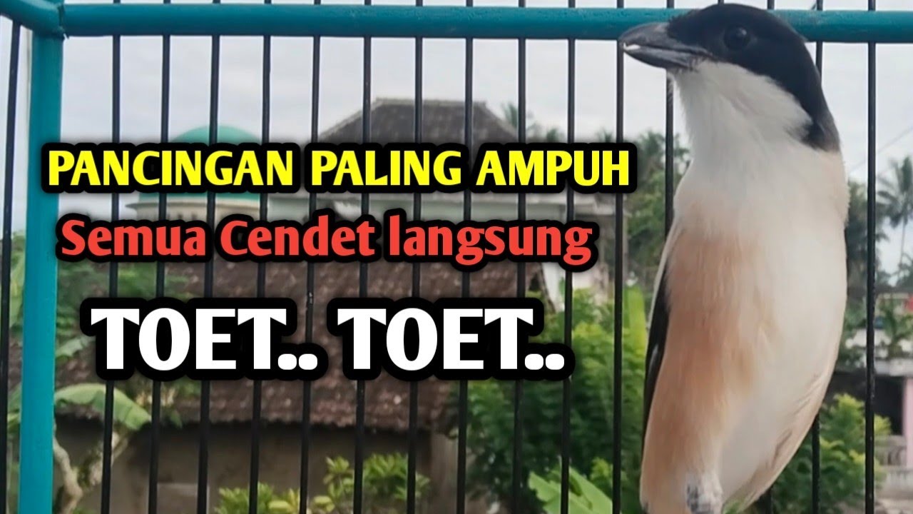 PANCINGAN CENDET PALING AMPUH. Sekali putar SEMUA JENIS CENDET LANGSUNG TOET TOET. 