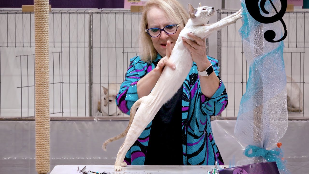 CFA International Show 2018 - ColorPoint Shorthair in adult class judging