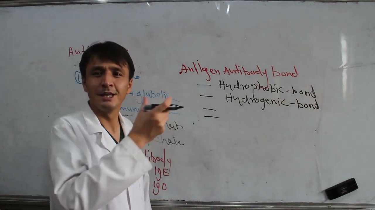 Antigen Antibody Complex/ Machanism of action of antibody/ میکانیزم عمل انتی بادی
