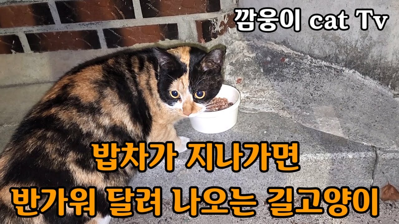 밥차가 지나가면 어디선가 반가워 우르르 달려 나오는 길고양이 
