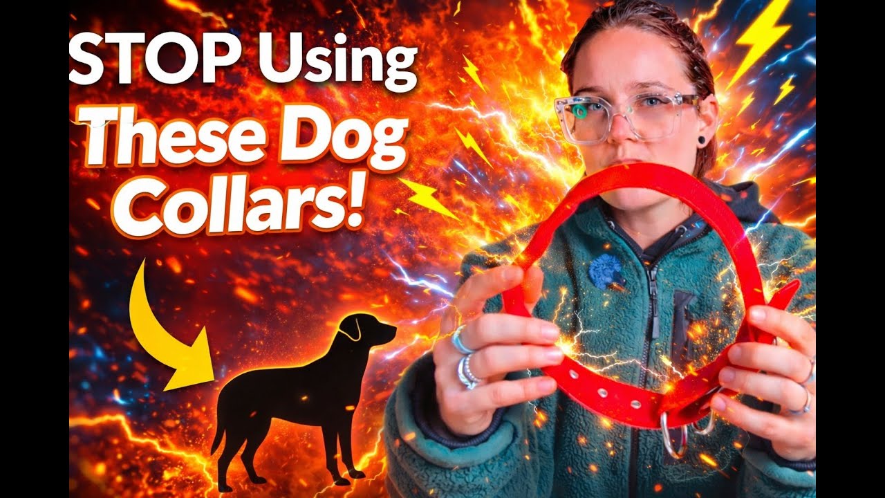 🛑STOP Using These Dog Collars! (You're Harming Your Dog & Don't Even Know It)🛑