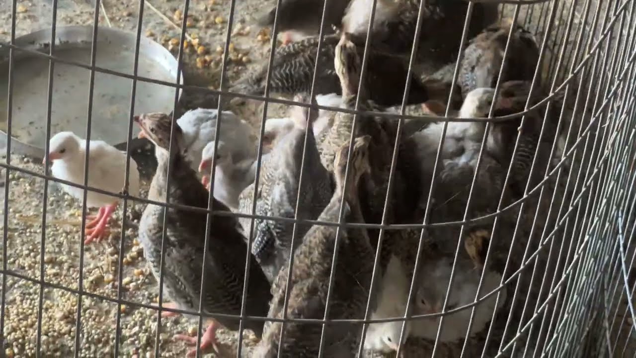 నల్లకోడి గిన్నె కోడి సంతలో రేటు🐔🐔