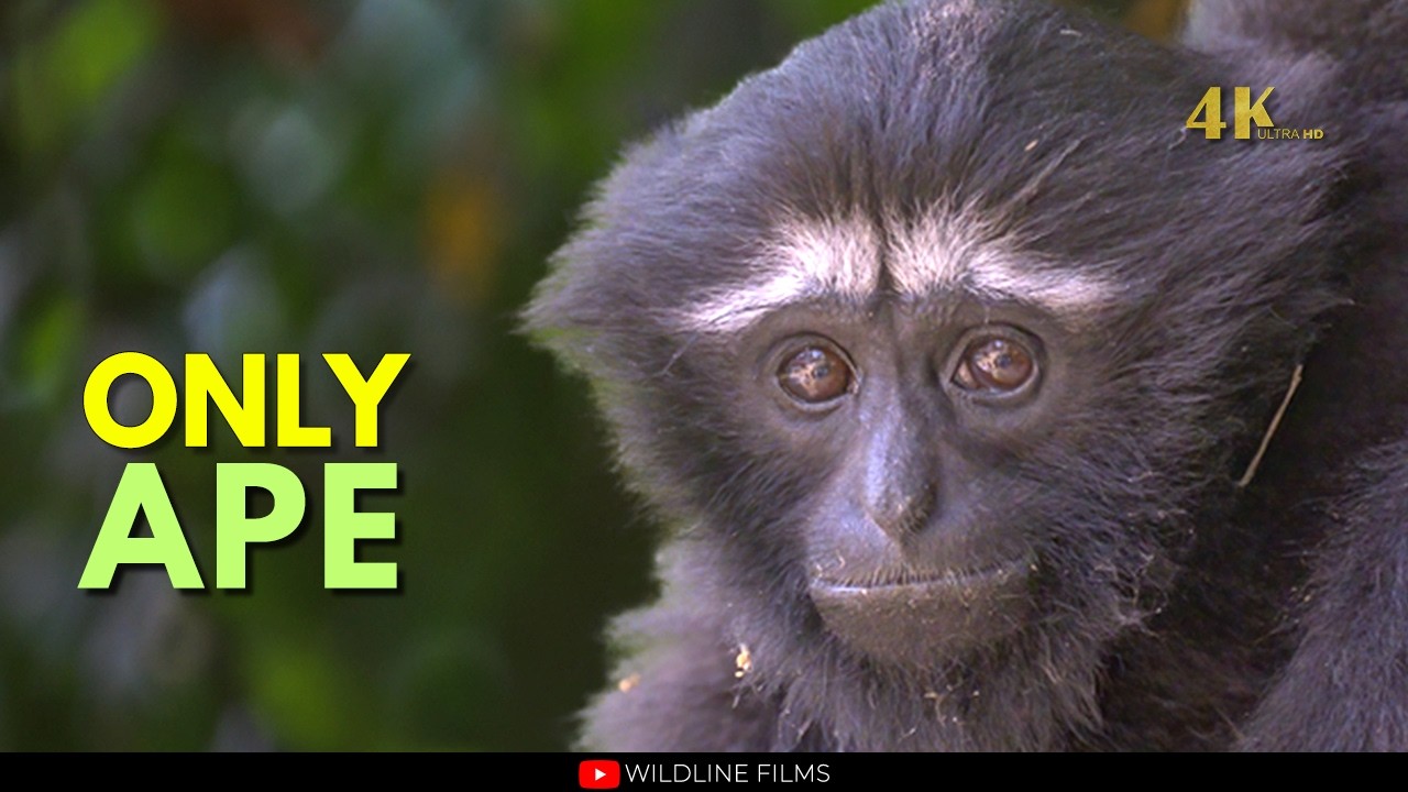 Assam &mdash; Land of India's Last Wild Ape 4K