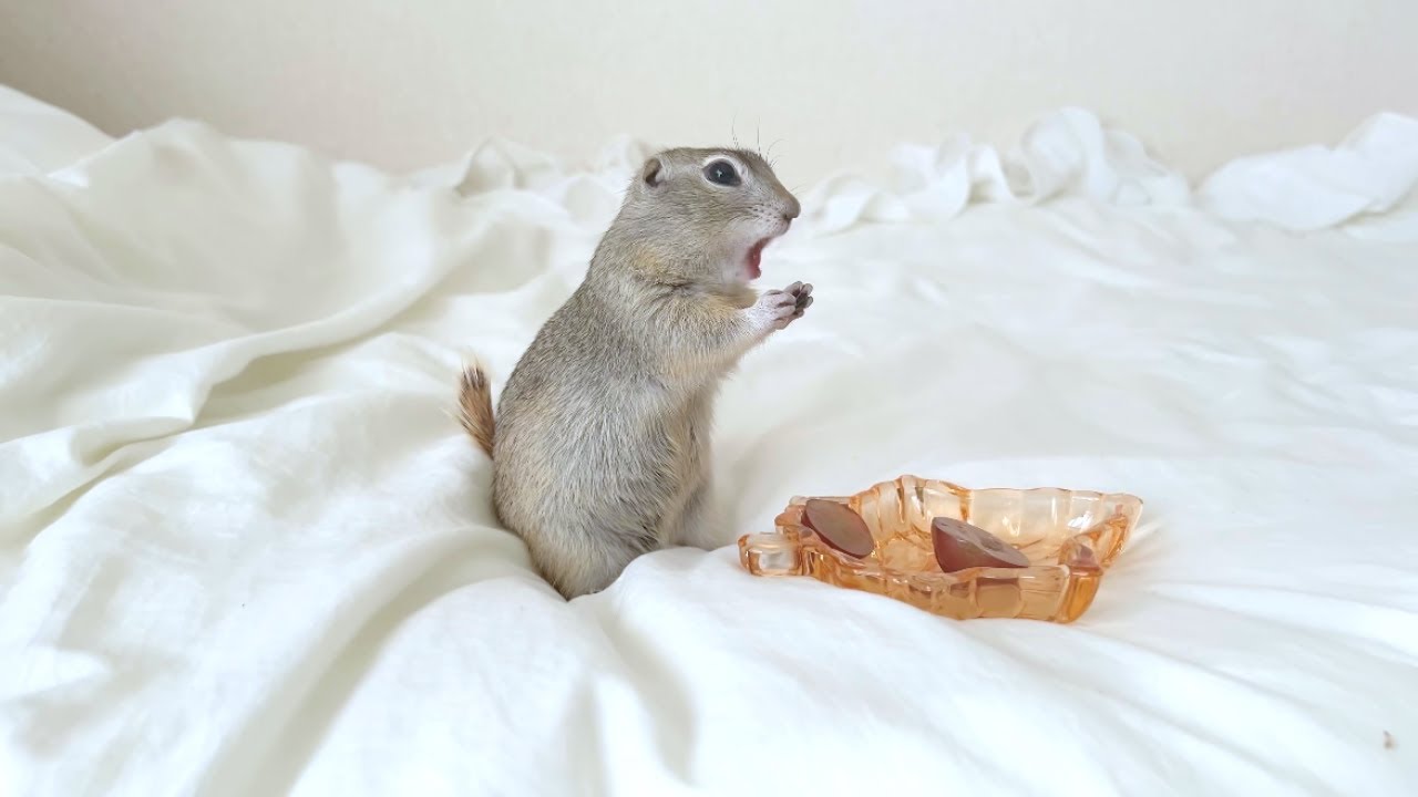 リスに3000円のぶどうをあげてみた【食べ比べ】