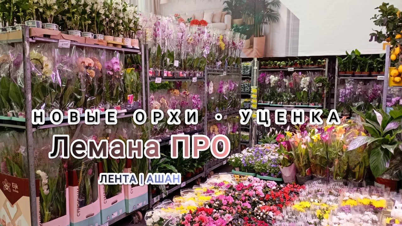 Новые орхидеи к 8 марта💐 от 1222₽ Рейд по сетевым магазинам в поисках свежих орхидей #орхидеи #обзор