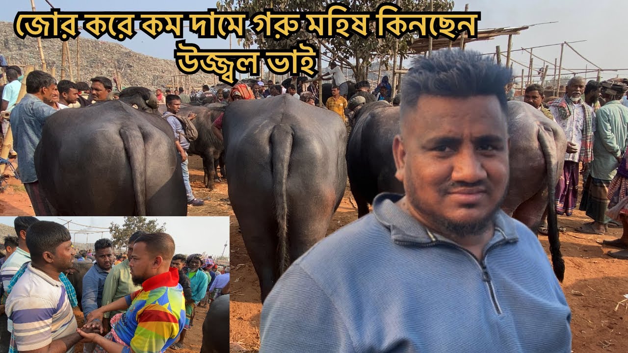 জোর করে কম দামে গরু মহিষ কিনছেন উজ্জ্বল ভাই | সিটি হাট 