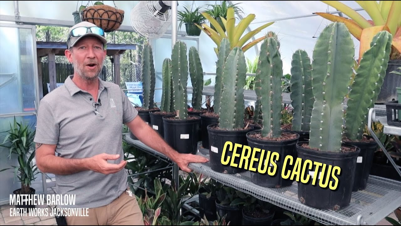 Cereus cactus