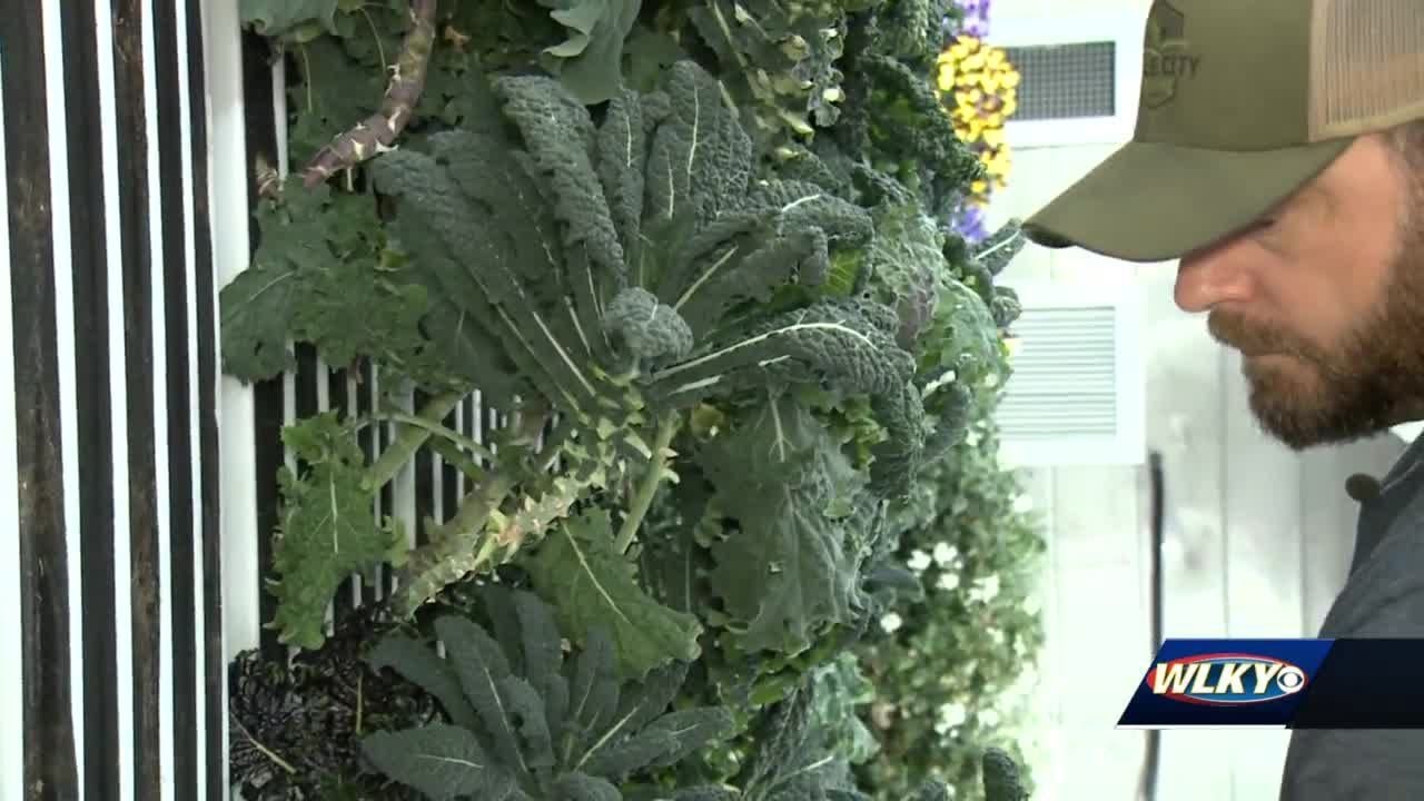Louisville veteran turns shipping container into hydroponic farm