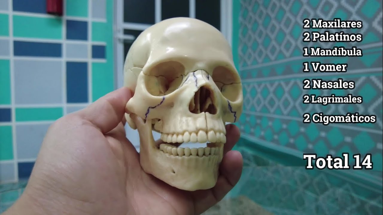 Huesos de la Cara ¿Cuántos son? ¿Cuáles son?