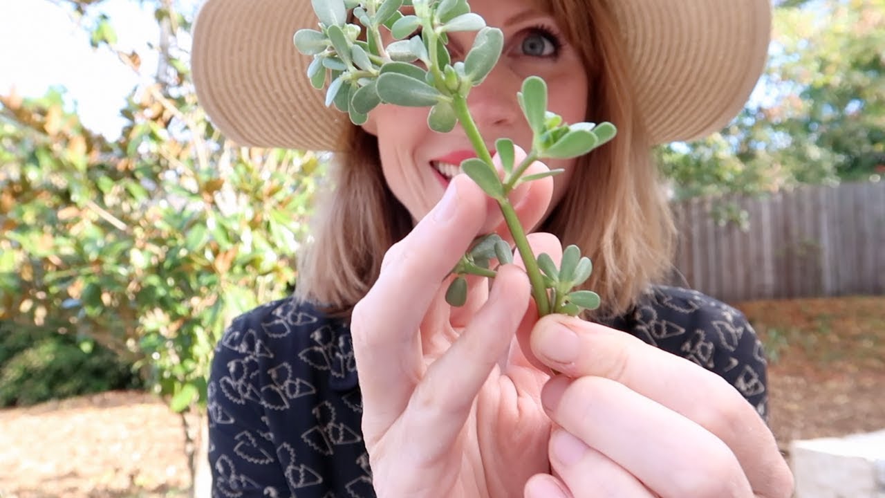 Purslane - The Superfood in Your Garden |  A Foraging How-To