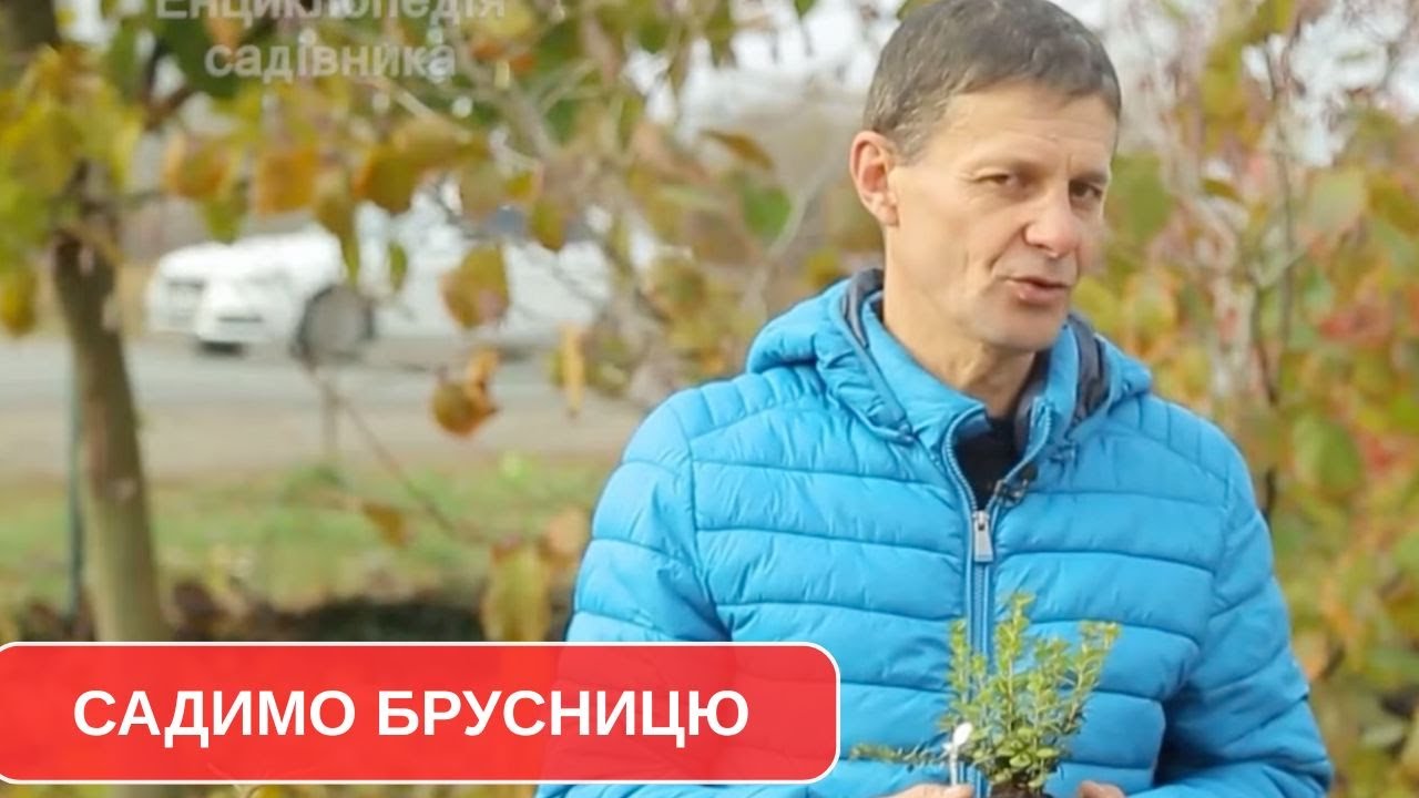Брусниця — вічнозелена ягідна прикраса для вашого саду