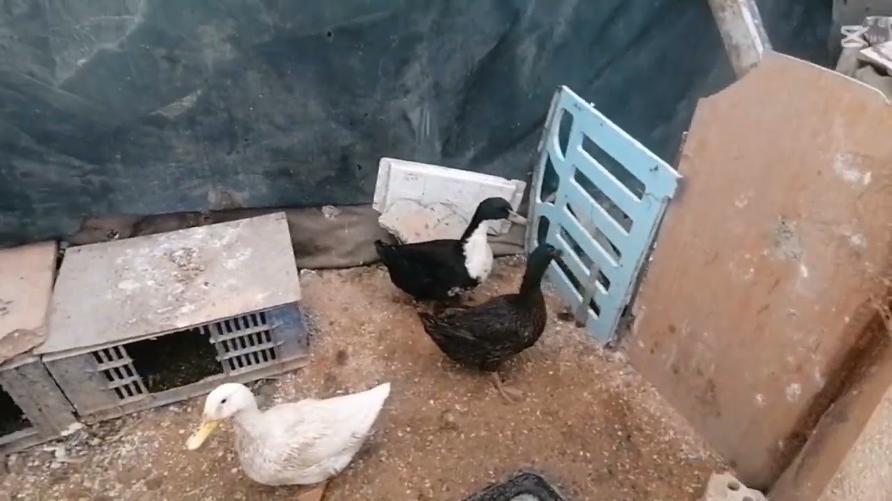 ١١ شباط، ٢٠٢٦