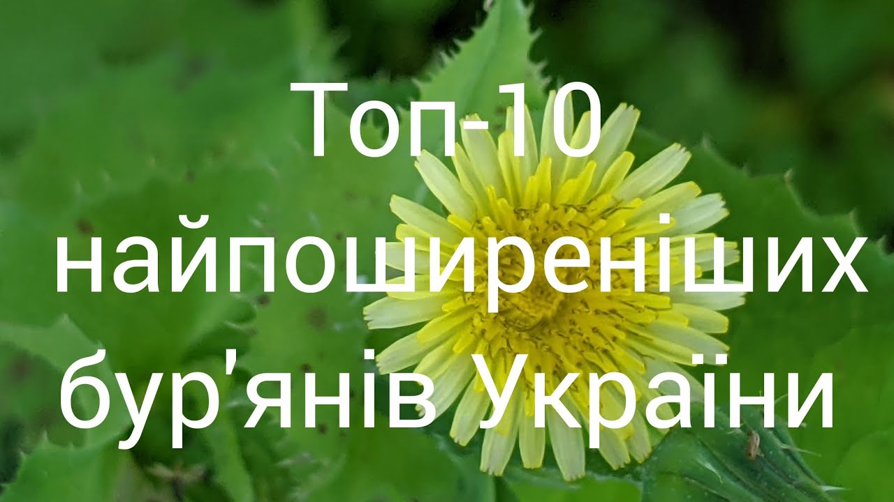 Топ-10 найпоширеніших бур'янів України