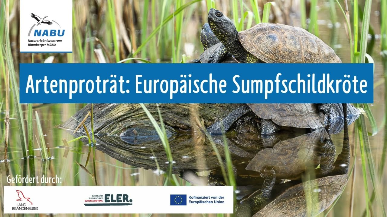 🌿 Europäische Sumpfschildkröte – Leben, Bedrohung & Schutz 🌿