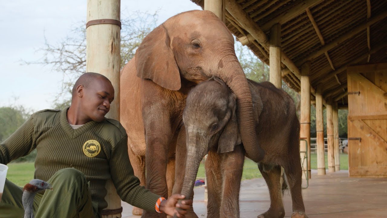 Every Step of an Orphaned Elephant's Journey | Sheldrick Wildlife Trust