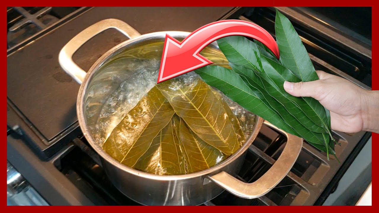 Mira porque todos est&aacute;n haciendo este T&eacute; de Hojas de Mango