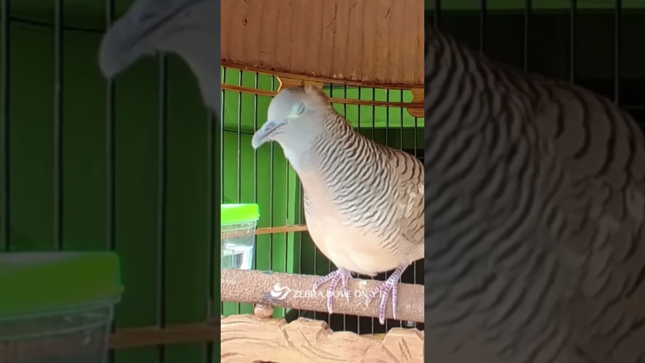 Zebra Dove call Bird sounds for relaxations 01 #birds #birdsounds #birdsoundscape #birdsong #animals