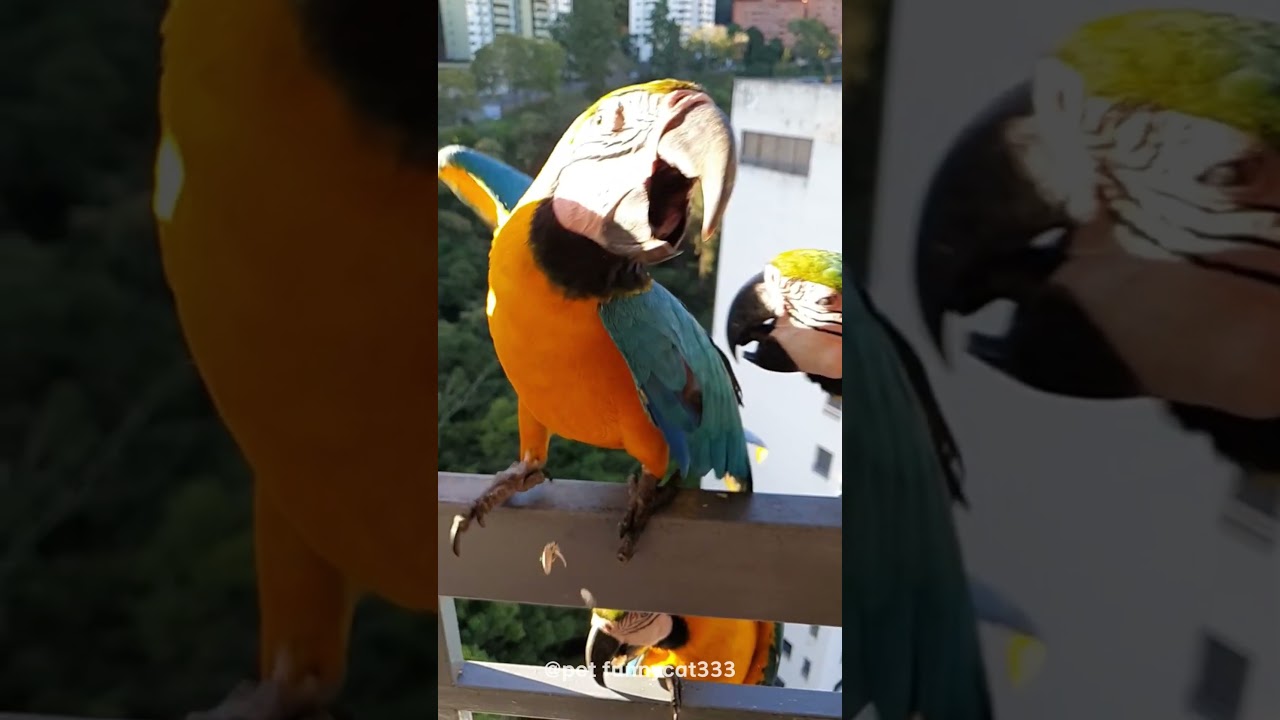Funny parrot core part #funny #birds #birdsound #birdslover #birdwatching #birdsounds