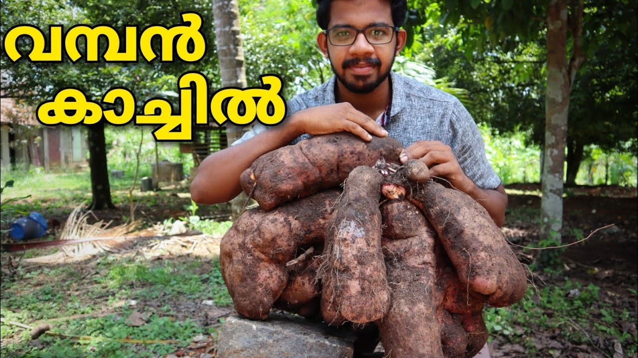 കാച്ചിൽ വിളവെടുപ്പ് വൻ വിജയം | yam harvesting