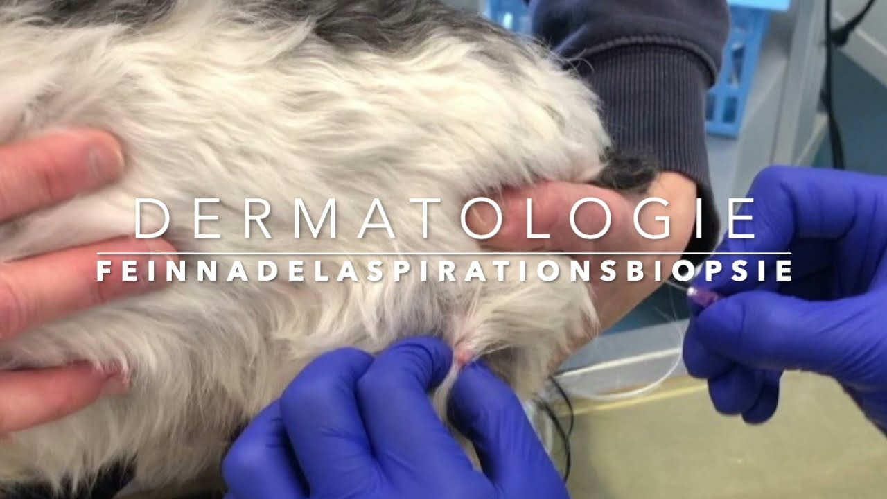 Tierdermatologie am Tierspital Zürich -Wie wird eine FNA durchgeführt?