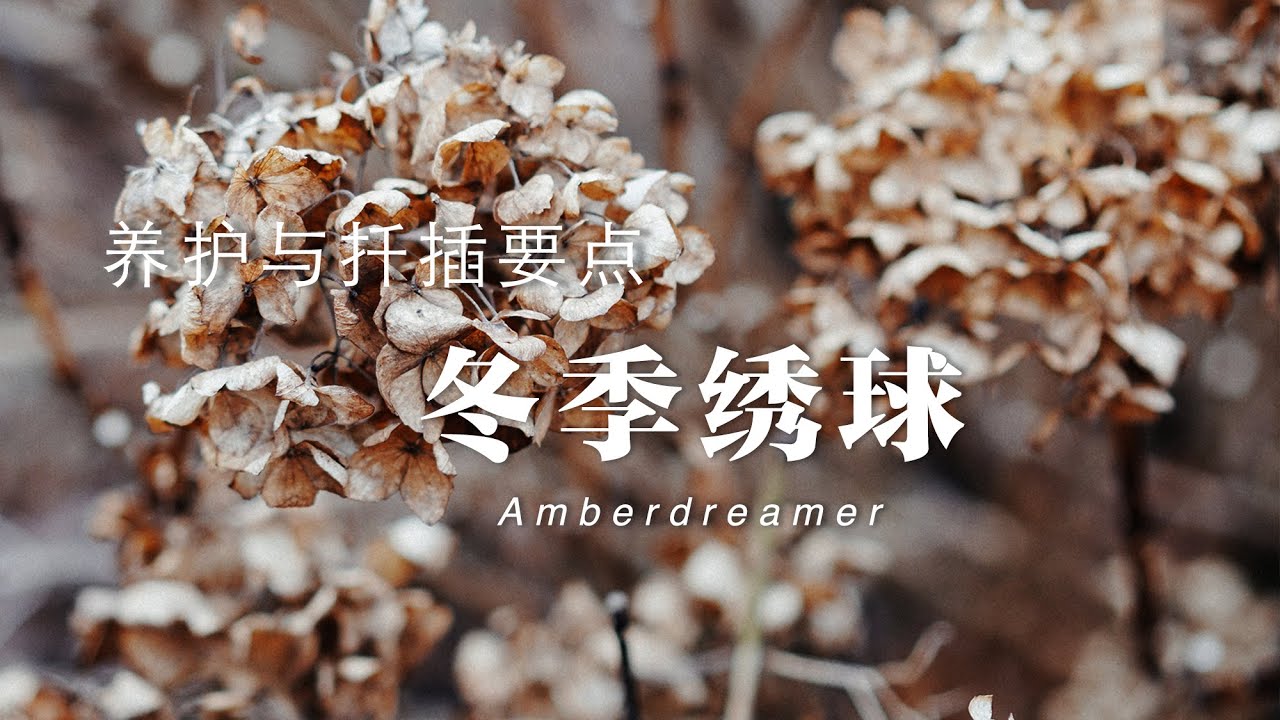 [#25-Amber's Garden花园篇]冬季绣球的秘密|绣球养护知识要点和两个扦插的好方法|休眠，修剪，施肥，全日照养护，休眠枝扦插，压枝繁殖