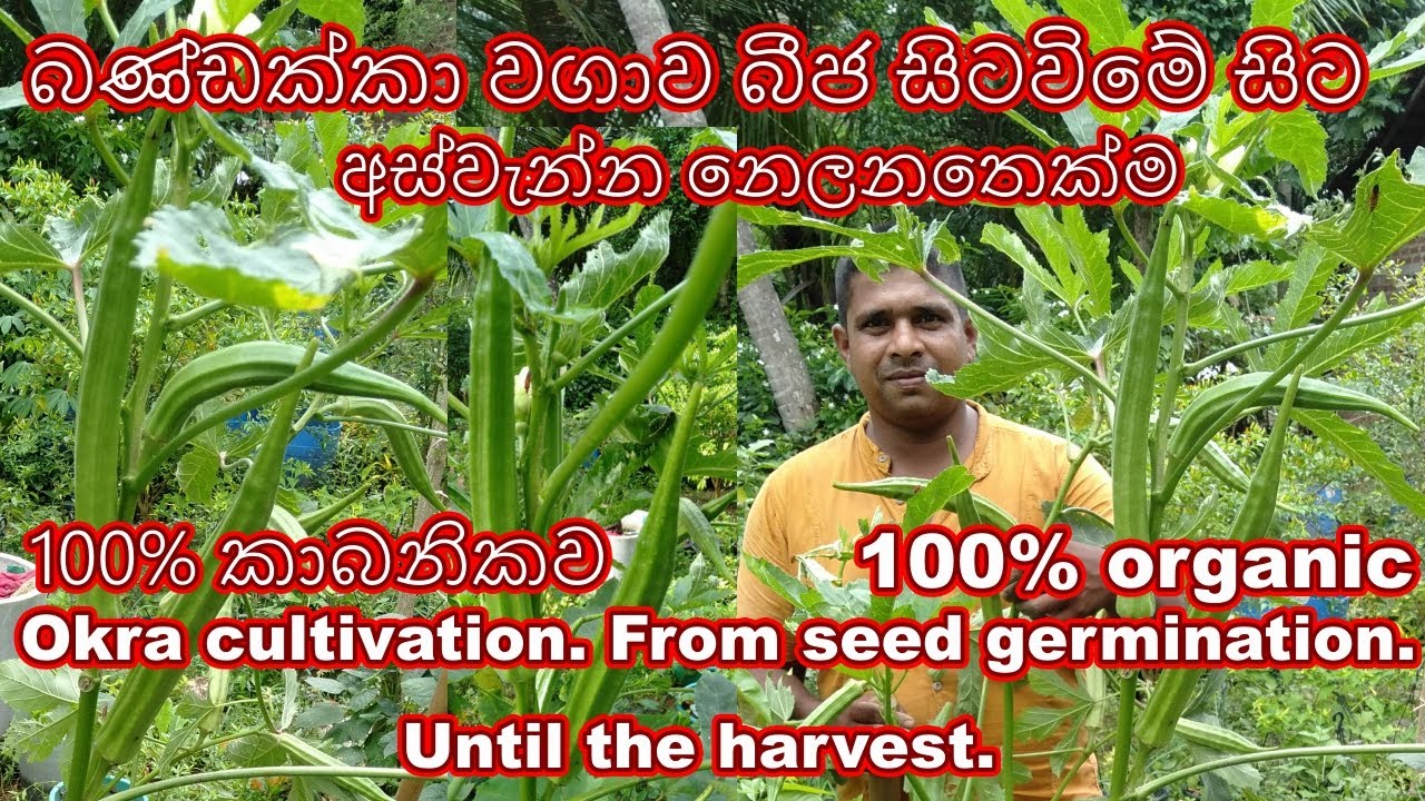 Okra cultivation බණ්ඩක්කා වගාව bandakka wagawa Okra home gardening cultivation bandakka gewathu