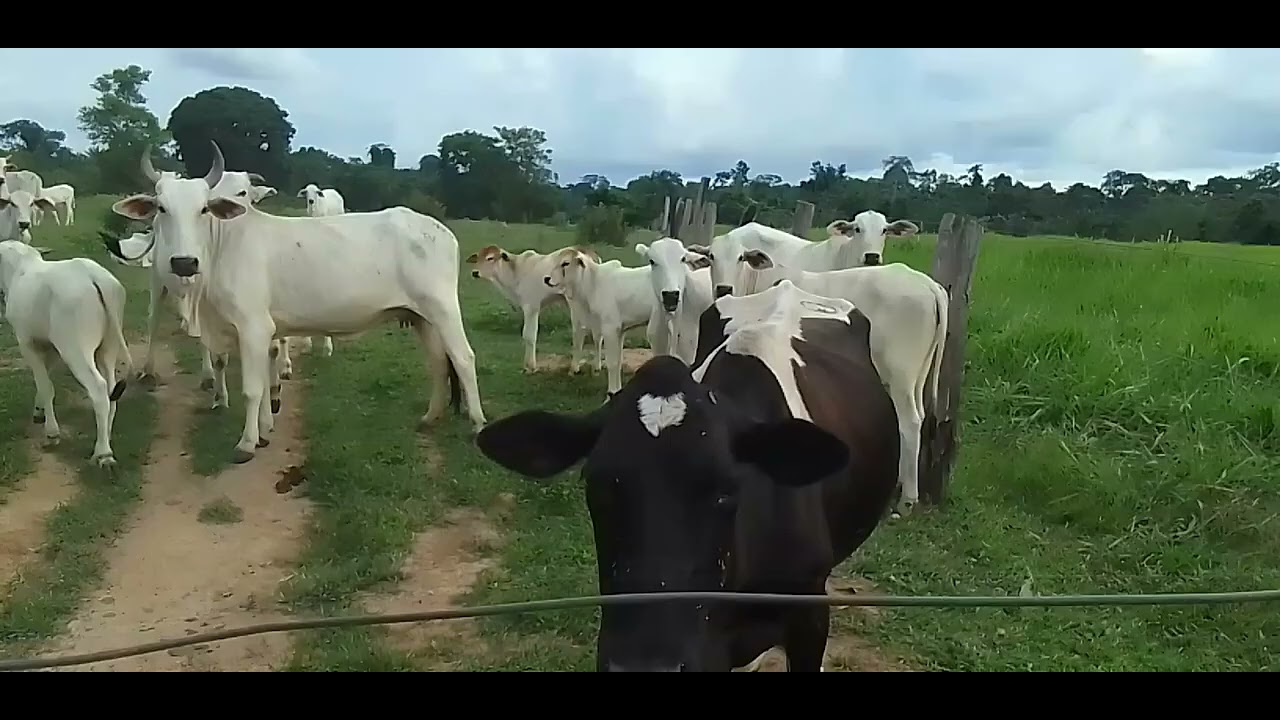 #Fui separar há vaca leiteira. 