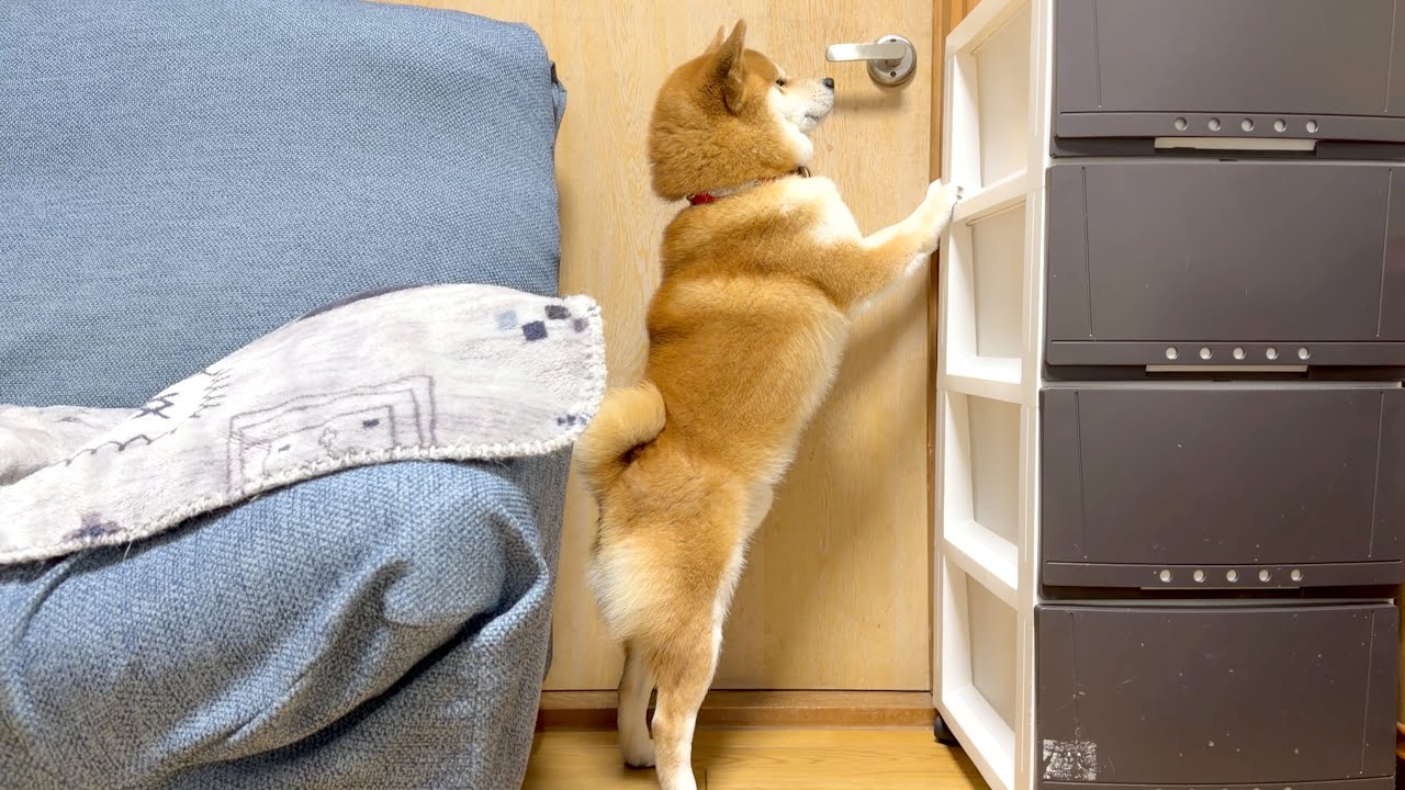 柴犬ジョンちゃんのお散歩待ち（はげしめ）