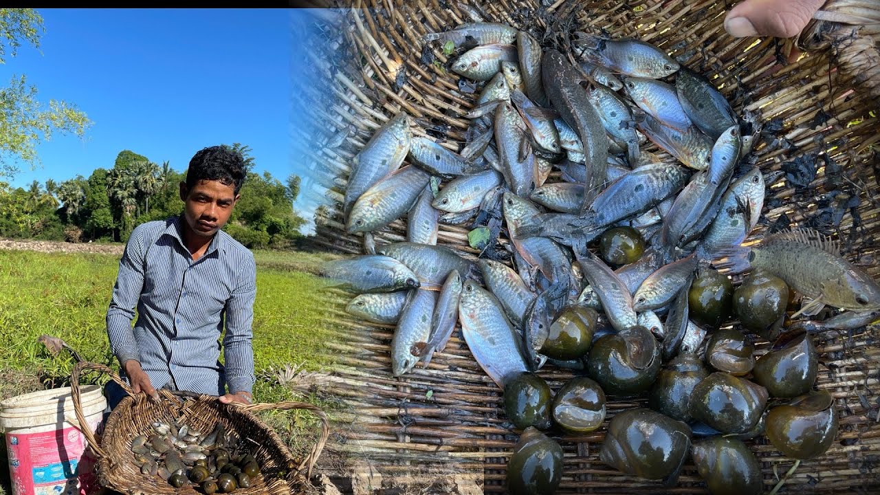 សម្លរម្ជូរត្រីត្រីជញ្ជត់ផ្លែពង្រ