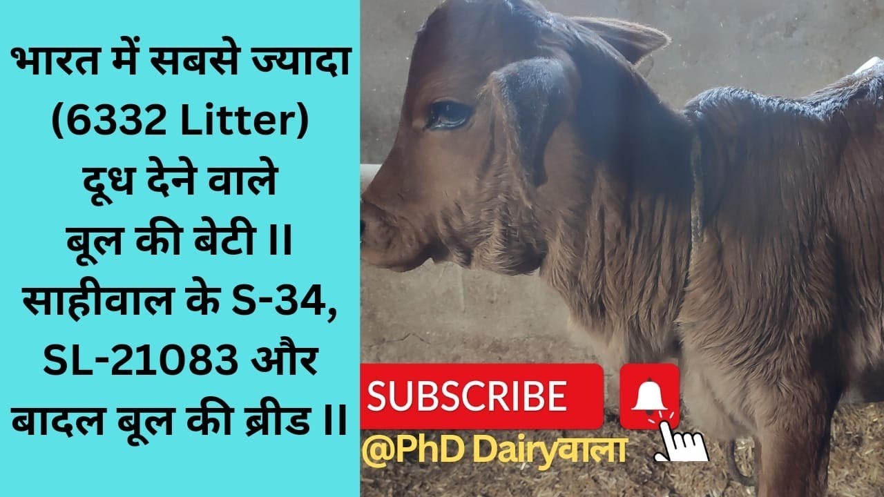 Sahiwal Highest Milk Record Bull SL-21083 II @PhdDairywala