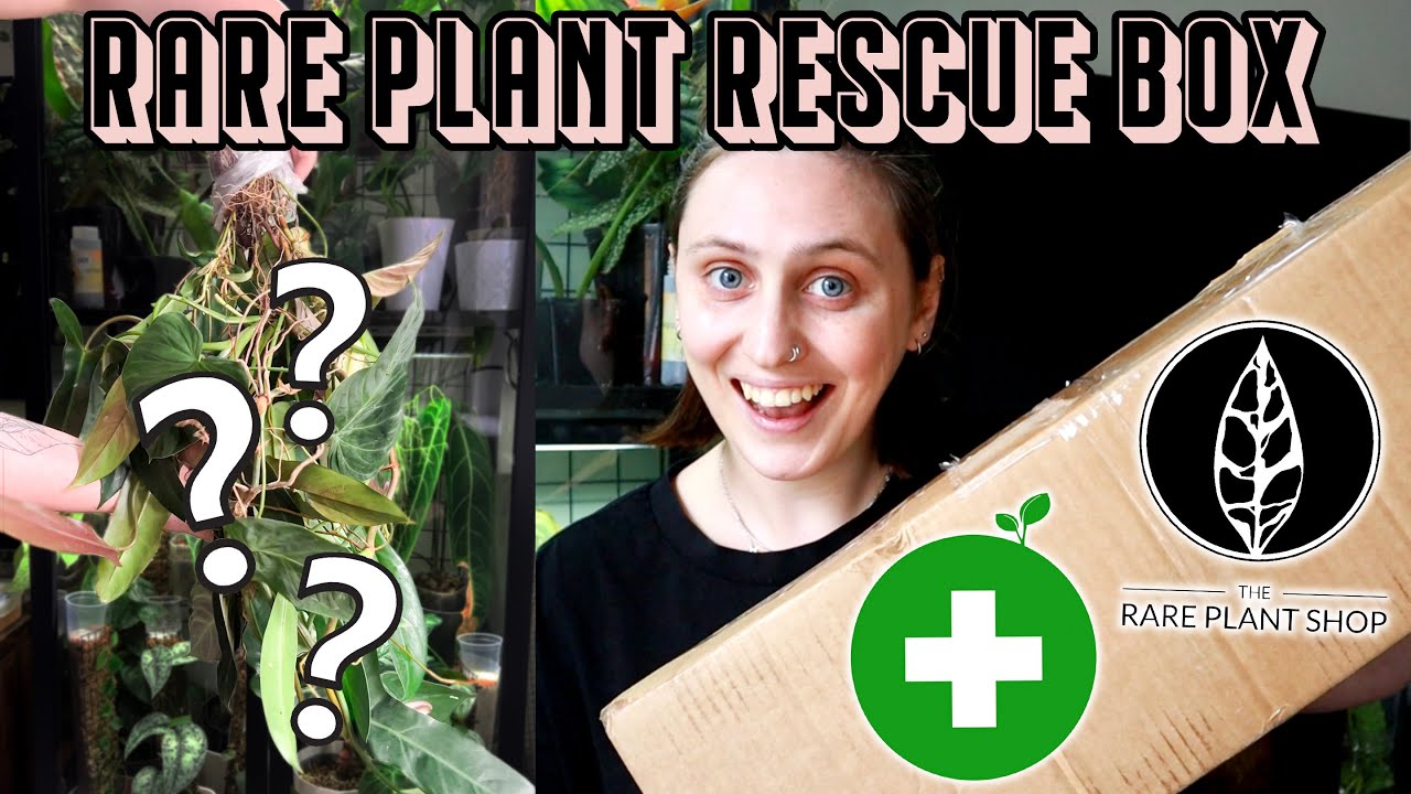 can I save these rare plants? 🌿 The Rare Plant Shop Rescue Box Haul