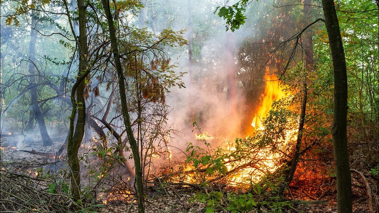 Bosbrand aan de Boslaan in Emmen, meerdere brandhaarden