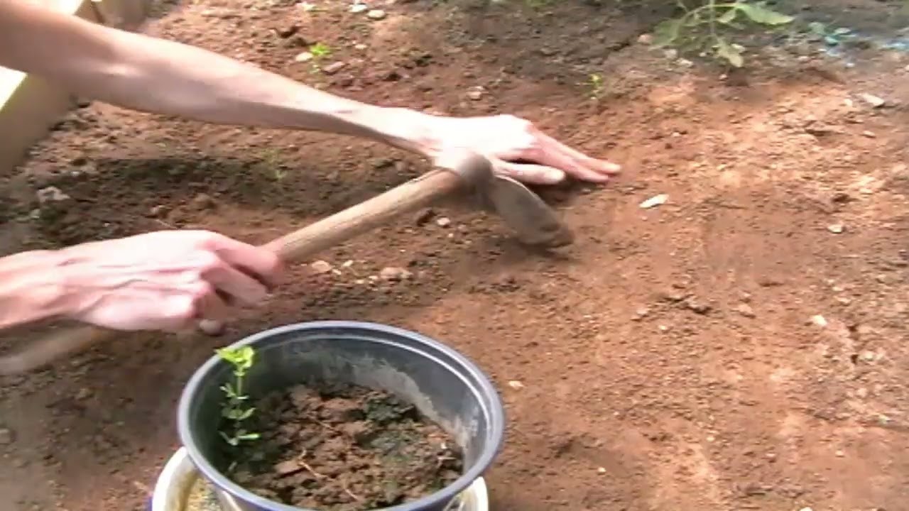 COMO TRASPLANTAR UN SEMILLERO DE LENTEJAS DE MACETA A TIERRA - AISLADO EN LA NATURA - CAPITULO 58