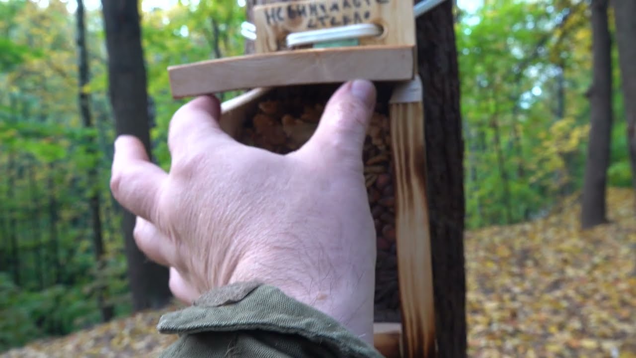 Кормушка для белок. Небольшой обзор / A feeder for squirrels. A short overview