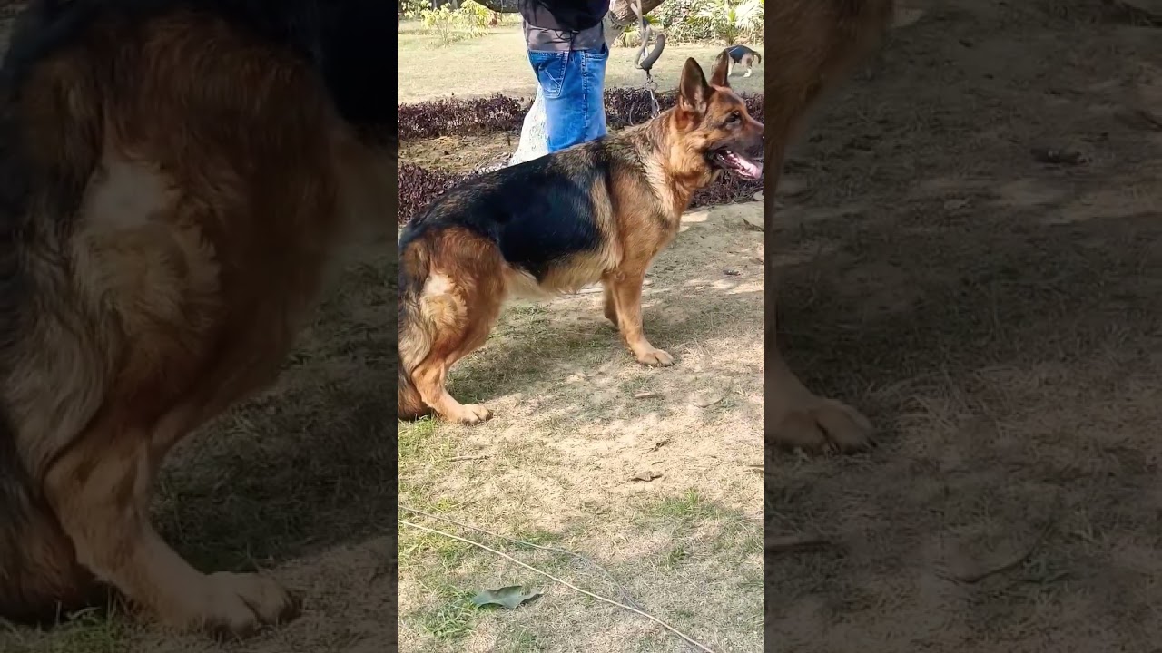 german shepherd dog #shortsfeed #shortsvideo #germanshepherd #trendingshorts