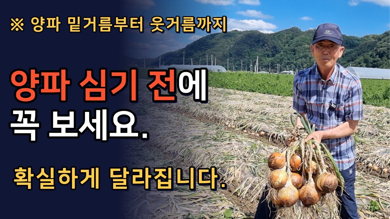 양파 농사 '이렇게' 하면 성공합니다. 양파 재배 30년차 시범후기