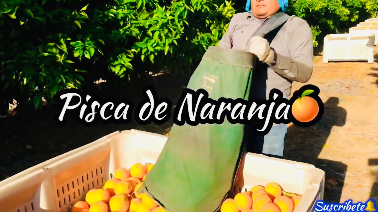 Cosecha de Naranja y Toronja en Estados Unidos / ORANGE AND GRAPEFRUIT HARVEST