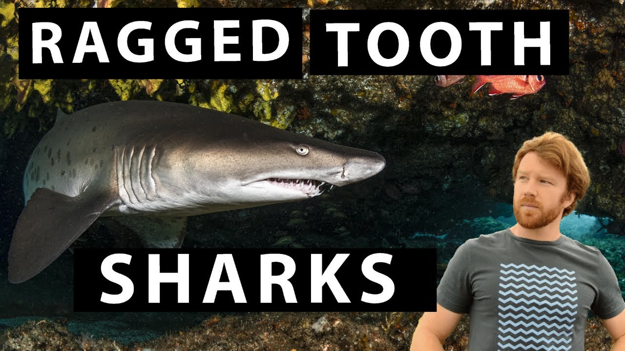 EVERYTHING YOU SHOULD KNOW ABOUT SAND TIGER SHARKS or Spotted Ragged Tooth Sharks -SHARK SPECIES
