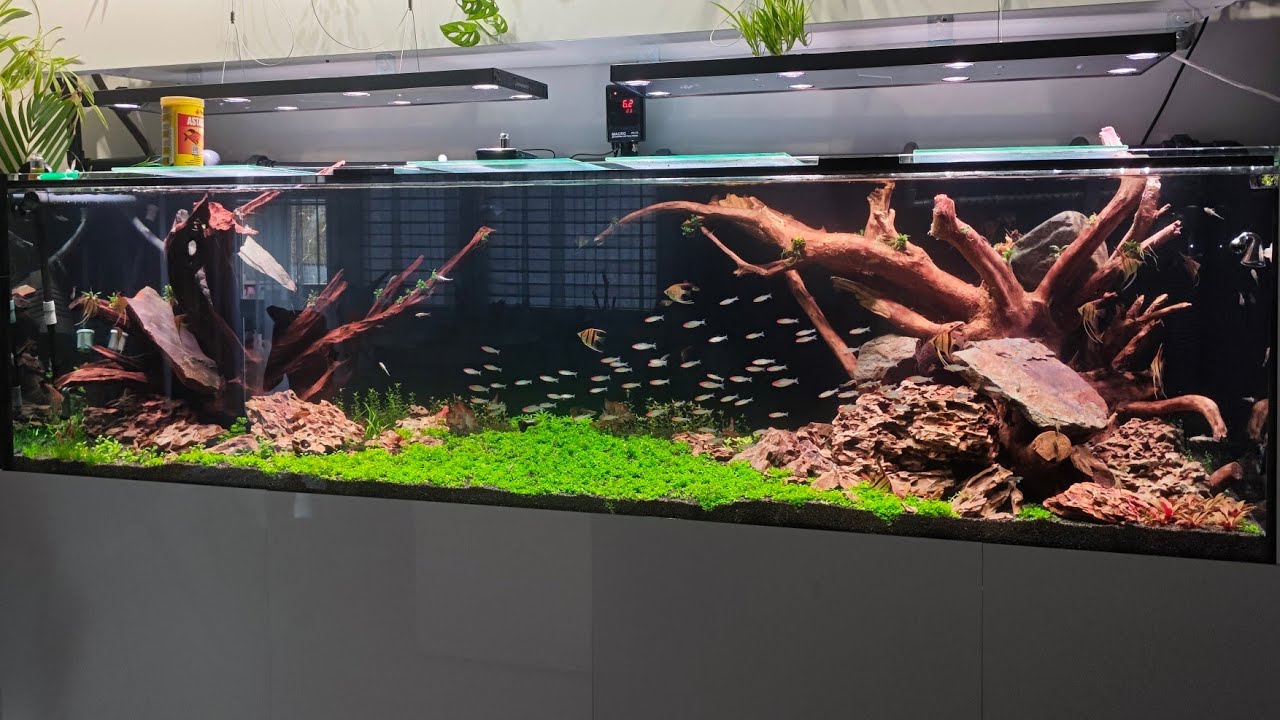 010. Akwarium 1000l. Ogromne zarybienie + hydroponika rośnie jak szalona!