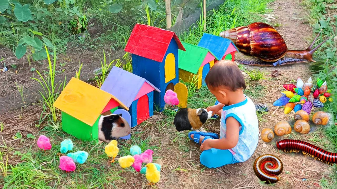 Menangkap Ayam Lucu, Ayam Warna Warni, Ayam Rainbow, Keong, Bekicot Dan Luwing Kaki Seribu