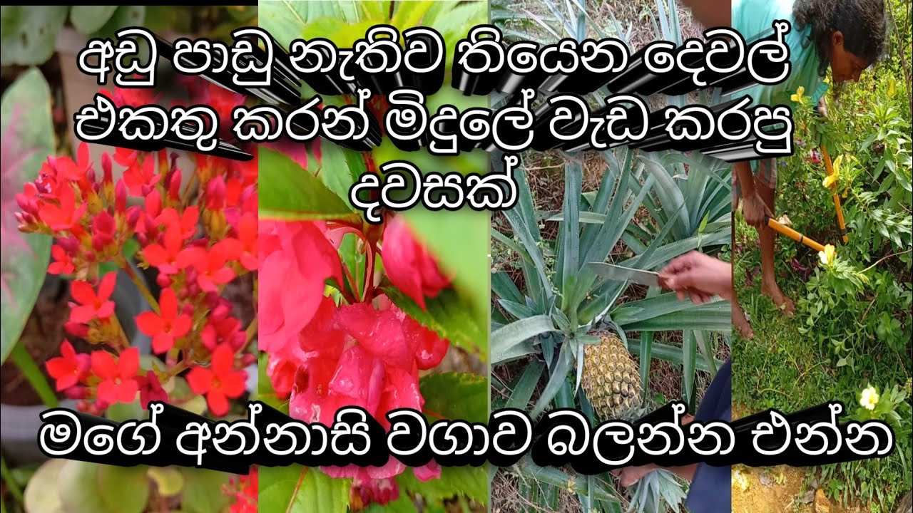 මිදුලේ  මල් එක්ක ගත කල දවසක් garden #flower
