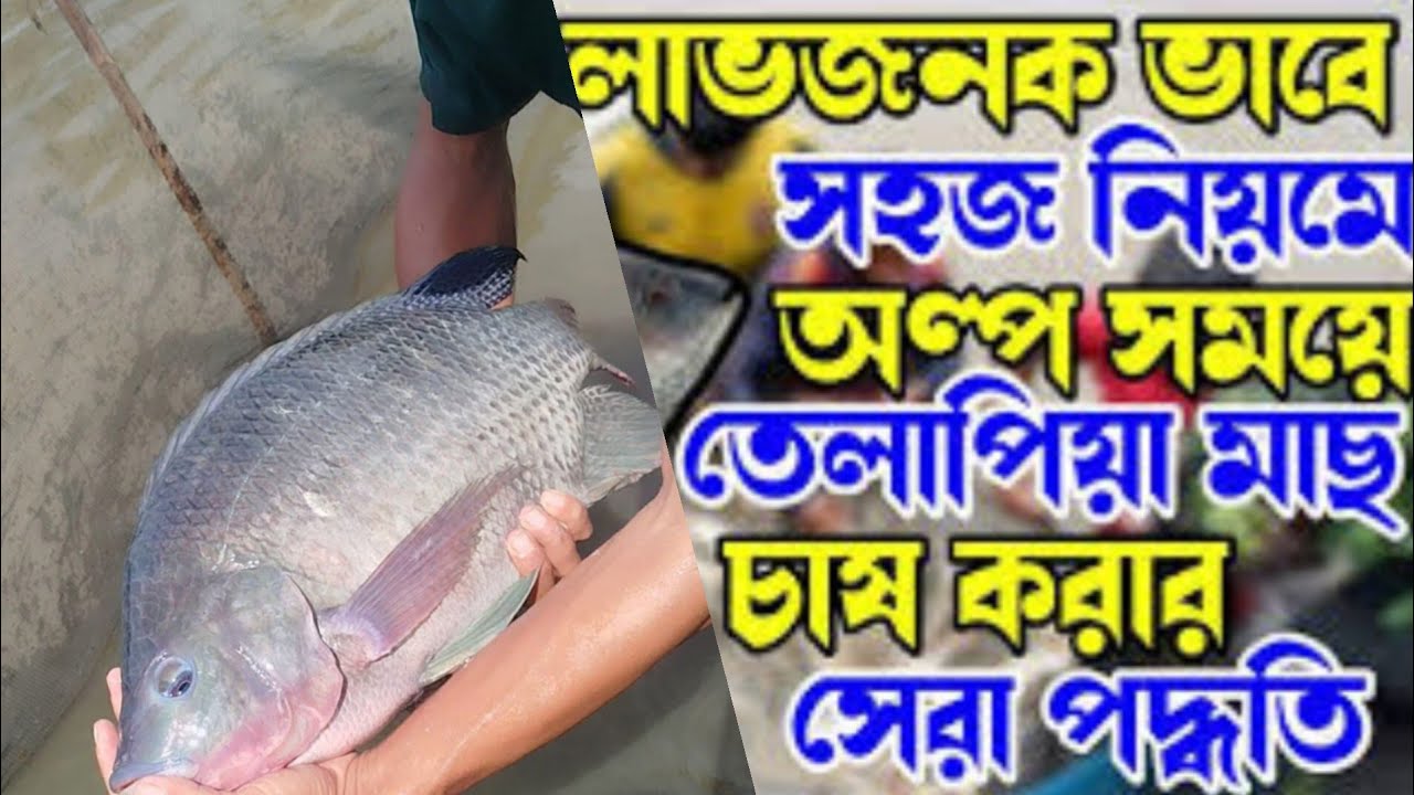 মনোসেক্স টাইগার তেলাপিয়া মাছ চাষ করুন মোবাইল ✆ 01771793800