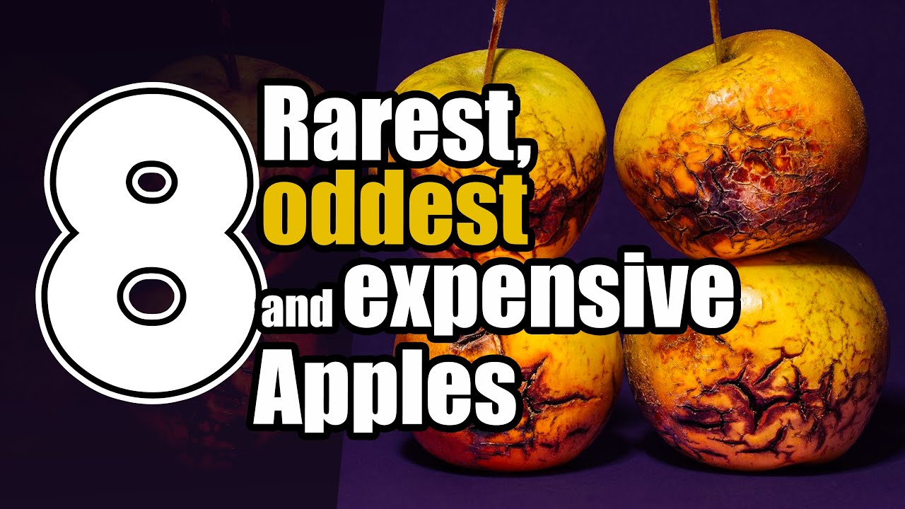 Rarest apples in the world - from the most expensive to the ugliest, apples are amazing.